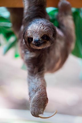 Repeat Sales with Sloths